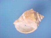 (1) Cancellaria cassidiformis Sowerby, 1832....52.5 mm. Gd. Beach specimen, a bit rough, but totally huge...West Panama...$8 (1 available)