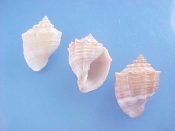 (3sets) Cancellaria cassidiformis Sowerby, 1832....32 mm. F+. Good 3 piece colour set: light, medium & dark forms, each with a white mid-band...West Mexico...$8 (3 sets available)