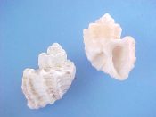 (2) Trigonostoma goniostoma Sowerby, 1832....28, 29 mm. F. Ex col beached giants, about as big as the species gets...West Mexico...$10 (2 available)