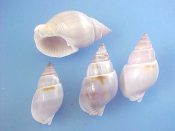 (1set) Nassarius dorsatus Roding, 1798....24 to 36 mm. F++. Good 4 piece growth & colour set shows subtle variations of hue...”Indo Pacific”...$15 (1 set available)
