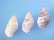 (1set) Nassarius dorsatus Roding, 1798....26 to 27 mm. F++. Nice 3 piece set shows light, medium & dark colour phases...”Indo Pacific”...$8 (1 set available)