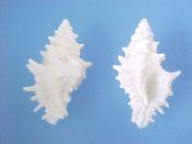 (6) Muricopsis oxytatus Smith, 1938....30 to 34 mm. F+/F++. High spired, spiny & white, though likely lightly beached...Bahamas...$6 (6 available)