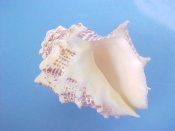 (1) Thais speciosa Valenciennes, 1832....43.5 mm. F+. Jumbo, only slightly worn specimen...West Mexico...$12 (1 available)