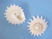 (3) Astraea phoebia Roding, 1795....43 to 50 mm. F+/F++. Nice, large specimens with long peripheral spines intact & with good, silver lined lips...Bahamas...$11 (3 available)