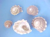 (1set) Astraea undosa Wood, 1828....24 to 50 mm. F+/F++. Neat 5 piece growth series with pearly interiors & wavy peripheral rim...West Mexico...$24 (1 set available)