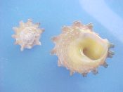 (1) Astralium calcar Linne, 1758....36 mm. F+. With orange body, black peripheral spines and yellow interior...Philippines...$6 (1 available)