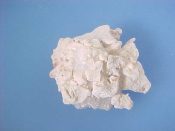 (1) Xenophora conchyliophora Born, 1780....32 mm. F++. Cute specimen with lots of shelly attachments & intact lip...Bahamas...$19 (1 available)