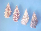 (1set) Pseudovertagus aluco Linne, 1758....44 to 47 mm. F+. Nice 4 piece colour & pattern variation set, all with good lips & canals...”SW Pacific”...$12 (1 set available)