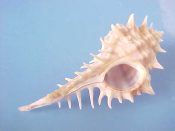 (6) Murex elenensis Dall, 1909....55 to 65 mm. F+ high. Although beach, these are selected specimens with fullsiphonal canals and all spines...West Mexico...$10 (6 available)
