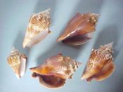 (1set) Strombus alatus Gmelin, 1791....58 to 87 mm. F+. Nice 5 piece study set shows growth, lip & pattern development from corded, brown zig-zag marked juvenile to big, thick lipped, dark lined adult...Florida...$22 (1 set available) OVERSIZE