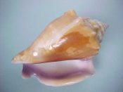 (1) Strombus alatus Gmelin, 1791....88 mm. F+. Good sized specimen with pretty, purple lined lip...Florida...$12 (1 available)