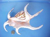 (1) Lambis chiragra Linne, 1758....195 mm. F++. Great, fully mature example, with fully formed & intact spines & a bold brown & white mottled pattern...”Indo Pacific”...$24 (1 available) OVERSIZE