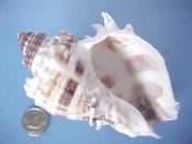 (1) Melongena corona Gmelin, 1791....102 mm. F+. Large example, banded in brown & with white, up-turned shoulder spines...Florida...$7 (1 available)