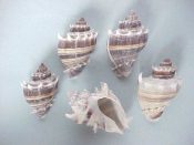 (2sets) Melongena corona Gmelin, 1791....66 to 80 mm. F+. Fantastic 5 piece pattern display sets, from nearly all white with a few brown spiral lines, to dark chocolate brown with a few white & tan lines...Florida...$15 (2 set available) OVERSIZE