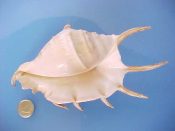 (1) Lambis lambis Linne, 1758....153 mm. F+. Good specimen with all spines intact, but a chip on the anterior li...ex col...$7 (1 available) OVERSIZE