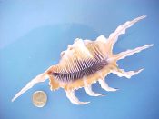 (1) Lambis scorpio Linne, 1758....170 mm. F++. Large & spectacular specimen, with all spines intact & with fully developed orange rimmed, deep purple lined aperture...ex col...$20 (1 available) OVERSIZE