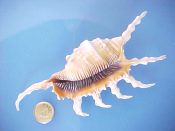 (1) Lambis scorpio Linne, 1758....135 mm. F++. Fine, fully mature example with all spines intact & fully adult aperture...ex col...$15 (1 available) OVERSIZE