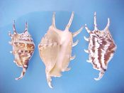 (1set) Lambis lambis Linne, 1758....106, 113 & 132 mm. F+/ F++. Interesting 3 piece set, all fully adult, showing a range of sizes, patterns & apertural callus colours...ex col...$19 (1 set available) OVERSIZE