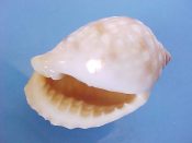 (1) Malea pomum Linne, 1758....57 mm. F+. Heavily mature, with dentate lip & thick, shiny white parietal callus...ex col...$11 (1 available)