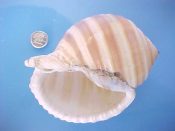 (1) Tonna sulcosa Born, 1778....112 mm. F+ high. Big, heavily mature example with thick, solid, toothed lip & bold brown spiral bands...ex col...$18 (1 available)