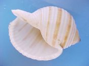 (1) Tonna sulcosa Born, 1778....91 mm. F+ high. Nice specimen, with intact, toothed lip & brown spiral bands...ex col...$14 (1 available)