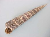 (1) Turritella gonostoma Valenciennes, 1832....123 mm. F+. Jumbo specimen of this nearly flat-sided species, with intact spire & decent lip...West Mexico...$8 (1 available)