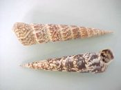 (5) Turritella gonostoma Valenciennes, 1832....93 to 116 mm. F+. Good, big examples with good spires & lips, marbled in dark brown to black...West Mexico...$6 (5 available) OVERSIZE