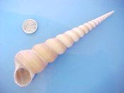 (1) Turritella terebra Linne, 1758....145 mm. F+. Nice, big, spirally corded specimen with good lip...ex col...$7 (1 available) OVERSIZE