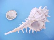 (4) Murex elenensis Dall, 1909....63 to 70 mm. F+. Excellent examples with long siphonal canal & most spines intact...West Mexico...$12 (4 available)