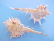 (4) Murex elenensis fm. tricornis Berry, 1960....45 to 52 mm. F+high. This form has reduced spines & fine, raised, brown spiral lines...West Mexico...$7 (4 available)