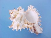 (1) Chicoreus cichoreus Gmelin, 1791....83 mm. F+. Semi-albino specimen has much lighter than usual faint brown bands...ex col...$10 (1 available)