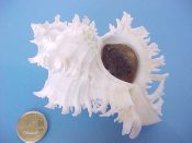 (1) Chicoreus cichoreus Gmelin, 1791....83 mm. F++ w/operc. Good sized pure white albino example complete with operc...ex col...$15 (1 available)