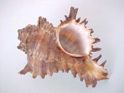 (1) Chicoreus cichoreus Gmelin, 1791....69 mm. F+. Melanistic all brown unbanded colour form...ex col...$12 (1 available)