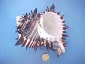 (1) Hexaplex nigritus Philippi, 1845....136 mm. F+. Big, black lined & black spined specimen, like a Medieval mace head!...West Mexico...$25 (1 available) OVERSIZE