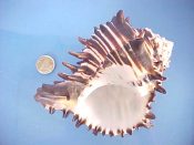 (2) Hexaplex nigritus Philippi, 1845....122, 120 mm. F+. Large lovely specimens with lots of black spines & lines...West Mexico...$20 (2 available) OVERSIZE