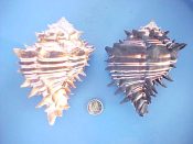 (1pr) Hexaplex nigritus Philippi, 1845....105 & 115 mm. F+. Interesting extreme colour pair, one typically black lined, the other spined & lined in orange - brown...West Mexico...$30 (1 pair available) OVERSIZE