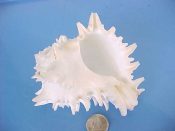 (1) Hexaplex nigritus Philippi, 1845....87 mm. F+. Pure, snowy white albino specimen. Ironic for the name...West Mexico...$30 (1 available)