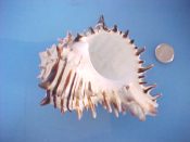 (1) Hexaplex nigritus Philippi, 1845....106 mm. F+. Nice example with full length siphonal canal & good lip, lined in black & brown on white...West Mexico...$15 (1available)