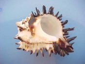 (1) Hexaplex radix Gmelin, 1791....54 mm. F+high. So spiny its like trying to handle a cactus...West Mexico...$10 (1 available)