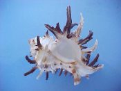 (1) Chicoreus cichoreus Gmelin, 1791....105 mm. F+. Enormous & exceptional ex col specimen, presumably from quite waters, with spines so long & recurved it was mis-identified as C. cornucervi...ex col...$10 (1 available)