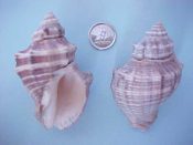 (8) Thais haemostoma fm. canaliculata Gray, 1839....60 to 70 mm. F+/F++. With the channeled suture distinctive for this Gulf Coast endemic. Select beach examples with intact apices and dentate lips...Texas...$4 (8 available)