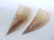 (1) Atrina seminuda Lamarck, 1819....137 mm. F. Gently beached example, more fragile than an eggshell...Florida...$11 (1 available)