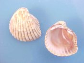 (5) Americardia biangulata Broderip & Sowerby, 1829....30 to 33 mm. F++. Good, chunky specimens of this brown speckled, broad ribbed Cockle with bright purple-red interior stain...West Mexico...$4 (5 available)