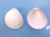 (3) Laevicardium laevigatum Linne, 1758....48 to 51 mm. F++. These full sized, ribless, white shells show why they are known as Egg cockles...Florida...$5 (3 available)