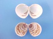 (4prs) Laevicardium substriatum Conrad, 1837....20 to 22 mm. F+. Pairs of this small species, one with pale interior, the other, brown mottled...West Mexico...$5 (4 pairs available)