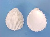 (6) Trachycardium cf. consors Sowerby, 1833....38 to 45 mm. F++. All white, with ribs totally covered in sharp scales...West Mexico...$8 (6 available)