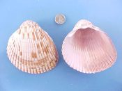 (1) Dinocardium robustum Lightfoot, 1786....90 mm. F+. Totally HUGE specimen, with brown dashed ribs...N. Florida...$7 (1 available)