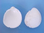 (1) Trachycardium egmontianum Shuttleworth, 1856....39 mm. F++. Albino specimen has all white interior...Venezuela...$7 (1 available)