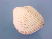 (1) Fragum unedo Linne, 1758....50 mm. F++. Big white angular Cockles, with dark red rib scales...Indo Pacific...$5 (1 available)