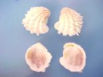 (9) Arcinella cornuta Conrad, 1866....30 to 40 mm. F+ high. Nice examples, fresh beached but with mostly intact spines...Florida...$6 (9 available)